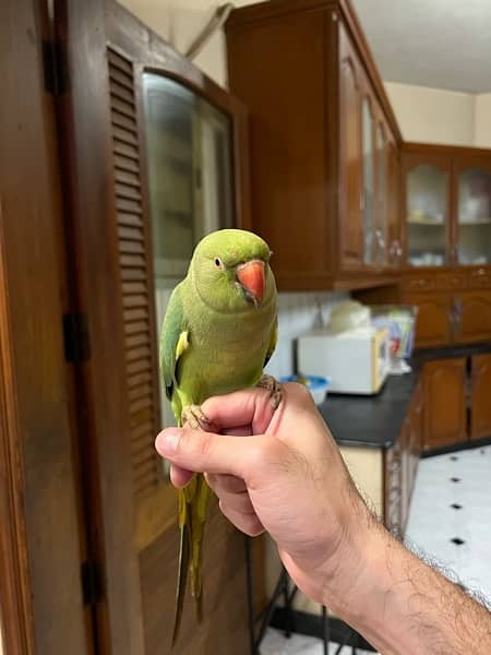 INDIAN RINGNECK PARROT PAIR WITH CAGE 2