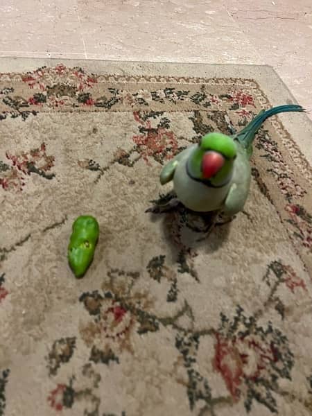 INDIAN RINGNECK PARROT PAIR WITH CAGE 3