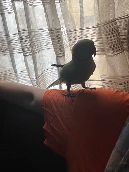 INDIAN RINGNECK PARROT PAIR WITH CAGE 4