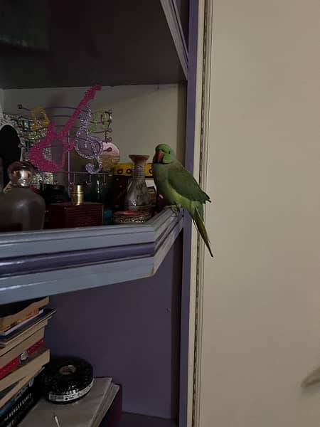 INDIAN RINGNECK PARROT PAIR WITH CAGE 5