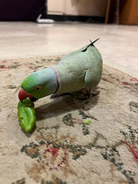 INDIAN RINGNECK PARROT PAIR WITH CAGE 6