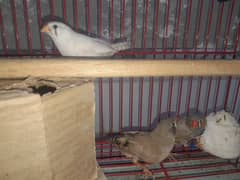2 zebra finches and 1 white female finche with new cage
