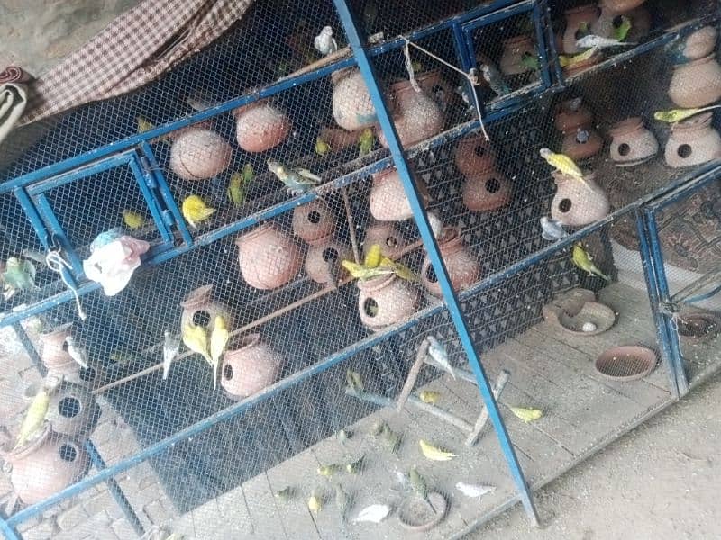 small parrots for sale above 100 parrots 0