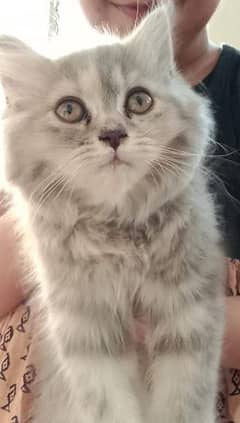 Persian kitten Brown Color
