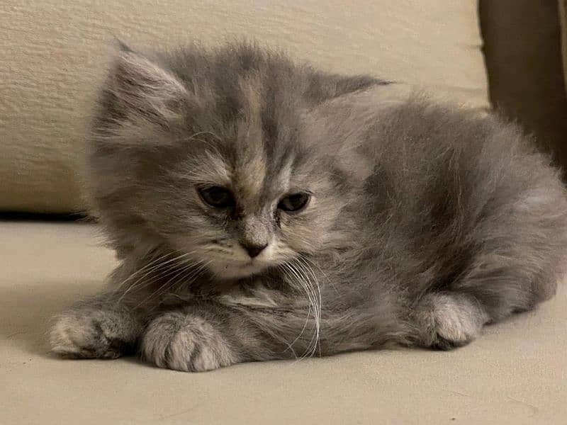 Persian kitten Brown Color 1