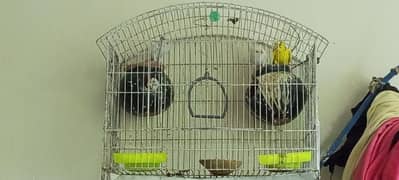 Australian parrots love bird budgies available for sale