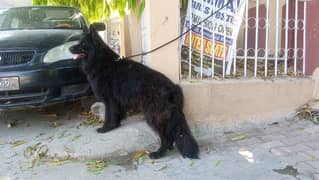 Black German Shepherd long coat male and female for sale