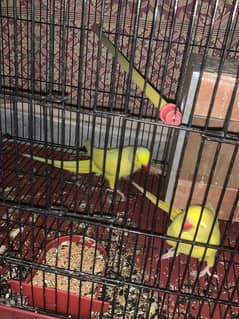yellow parrots for sale