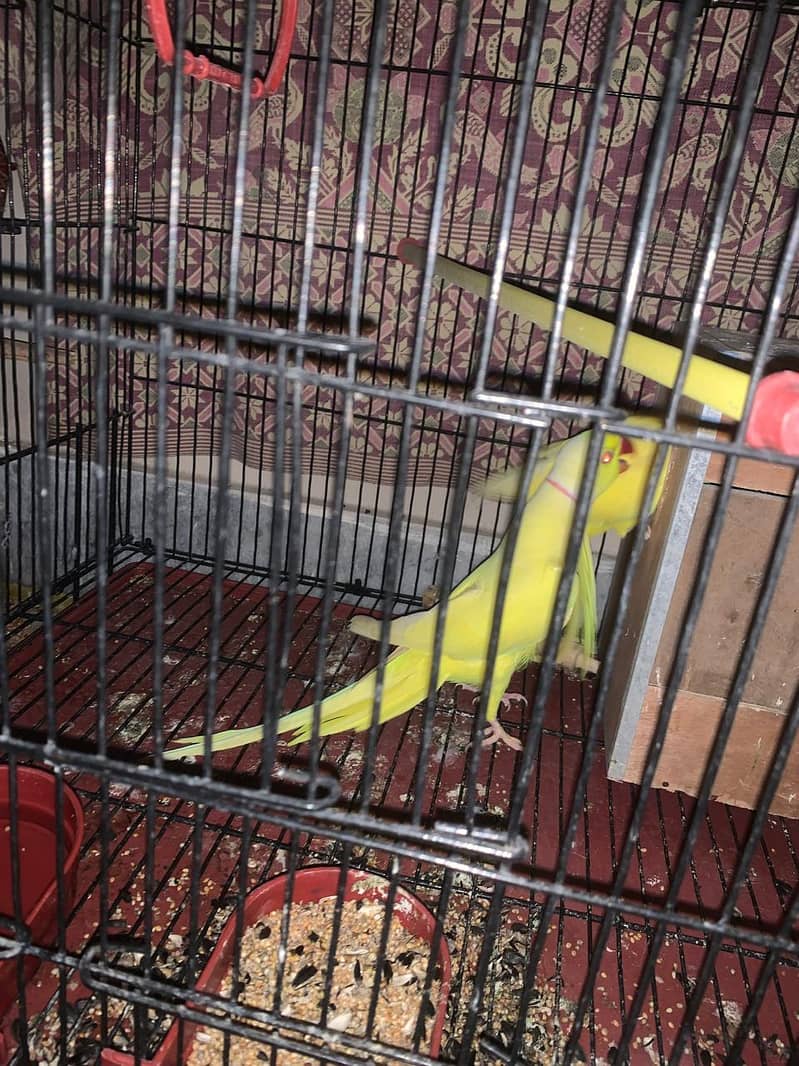 yellow parrots for sale 1