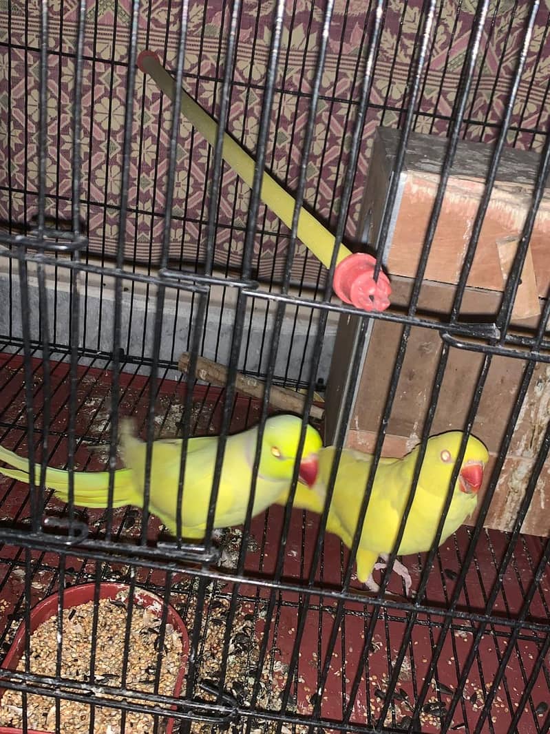 yellow parrots for sale 2