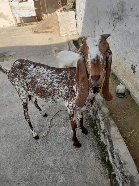 bakri 2