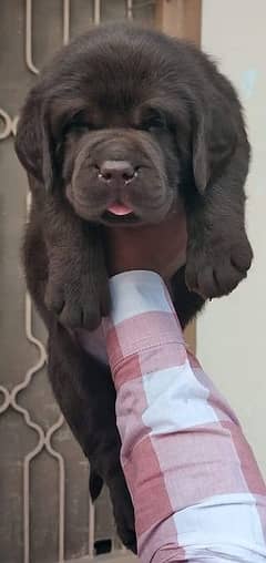 British Chocolate Labrador puppy | labra Dog | Labrador | dog for sale
