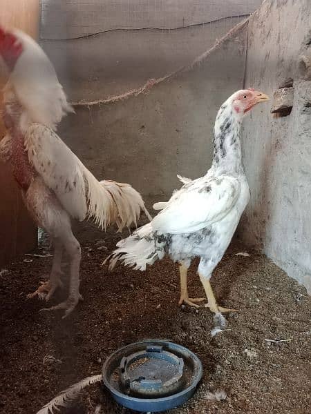 Aseel breeders and chicks 3