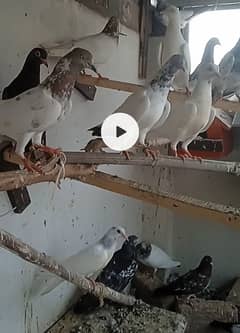 Mix high flying pigeons + 1 Sherazi adult female for sale