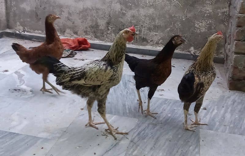 Desi Hens for sale 0