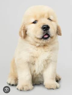 Golden retriever imported pedigree puppies/puppy for sale