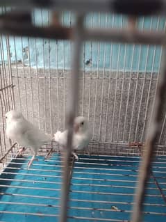 Albino black eye split red eyes confirm pair 0