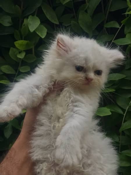 MALE FEMALE KITTENS / CATS AVAILABLE 6