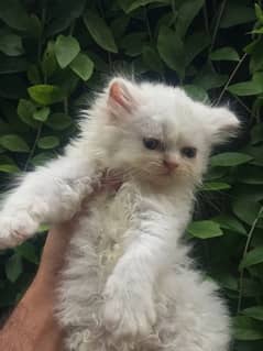 MALE FEMALE FAWN AND WHITE KITTENS / CATS AVAILABLE