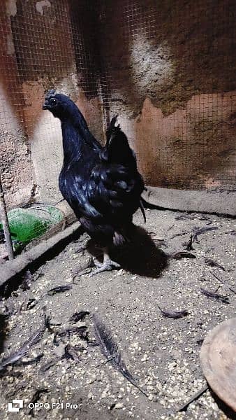 ayam cemani Gray tongue fertile and healthy eggs for sale 3