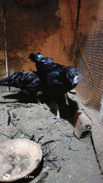 ayam cemani Gray tongue fertile and healthy eggs for sale 4