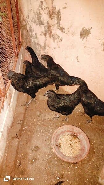 ayam cemani Gray tongue fertile and healthy eggs for sale 5