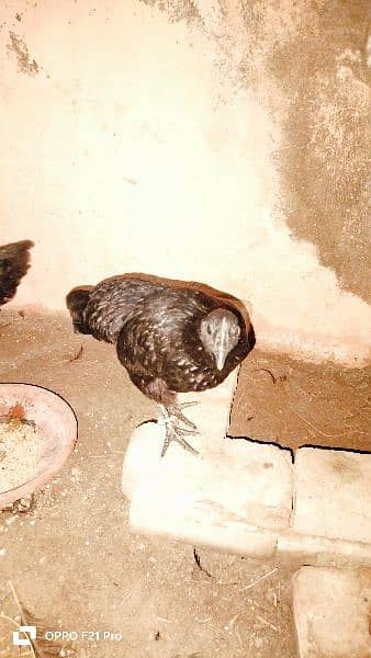 ayam cemani Gray tongue fertile and healthy eggs for sale 6