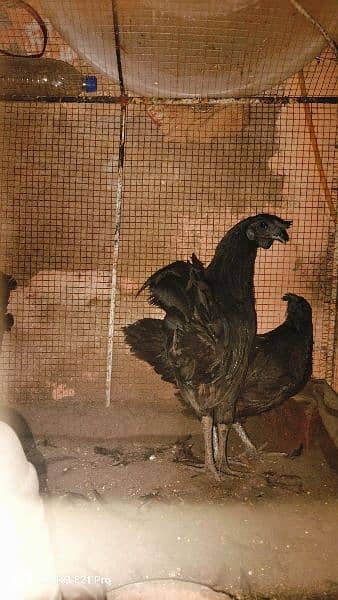 ayam cemani Gray tongue fertile and healthy eggs for sale 9