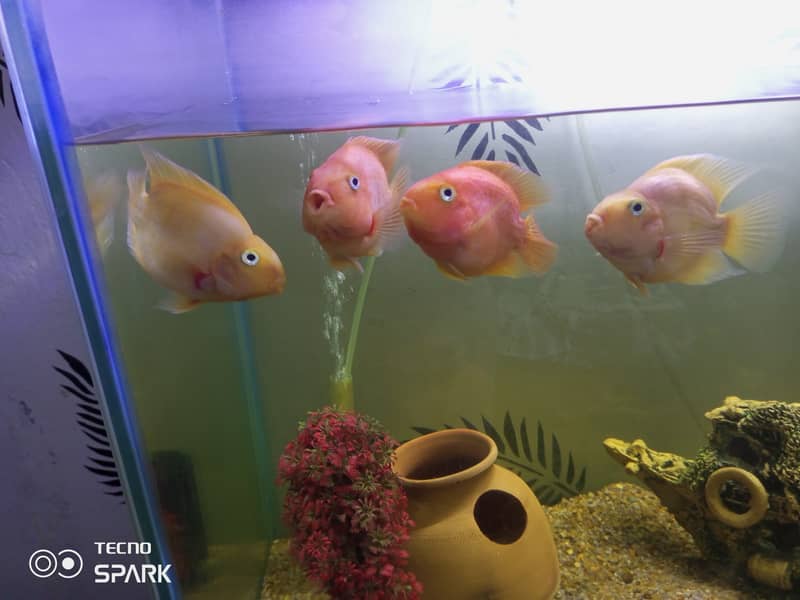 Yellow and red parrot fish for sale 0