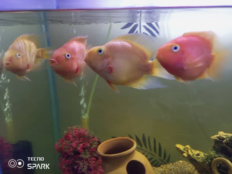 Yellow and red parrot fish for sale 1