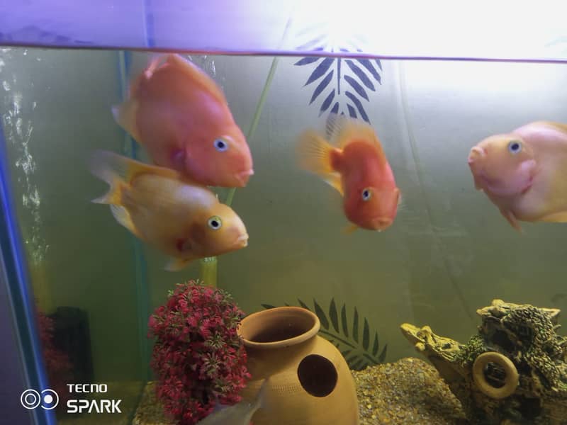 Yellow and red parrot fish for sale 2