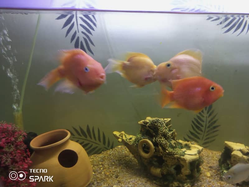 Yellow and red parrot fish for sale 3
