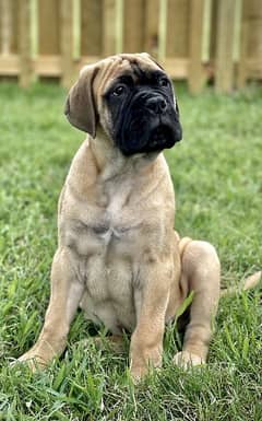 bull mastiff puppies available looking for a new home