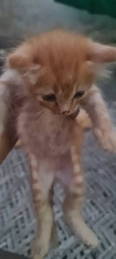 Adorable kittens/persian Kittens for sale