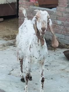 female goat
