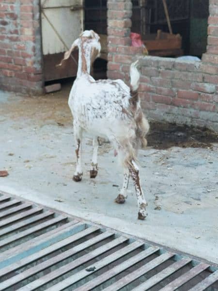 female goat 5