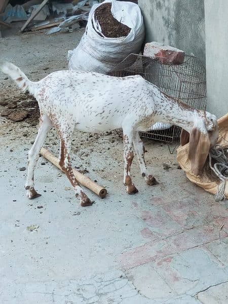 female goat 7