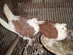 backfrill pigeon pair