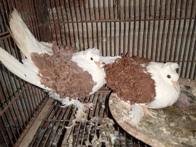 backfrill pigeon pair 0