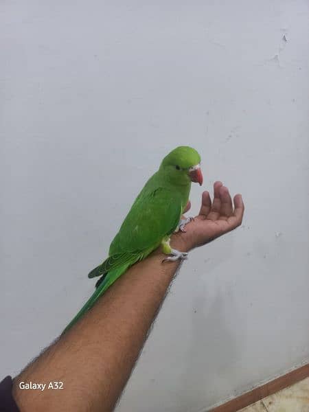 parrot tame parrot 0