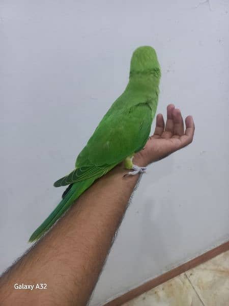 parrot tame parrot 2