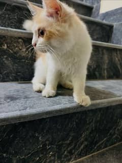 persian cats available for sale