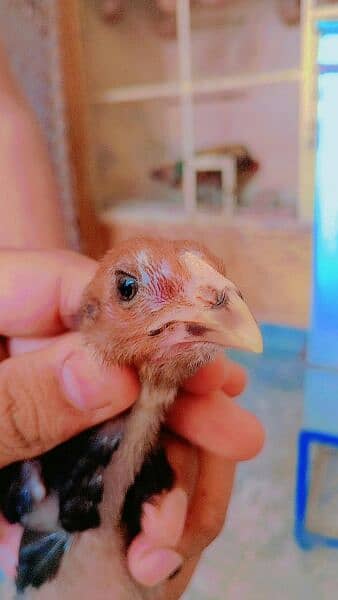 Thai cross Pakistani Aseel chicks for sale full guaranty wala bacha ha 4