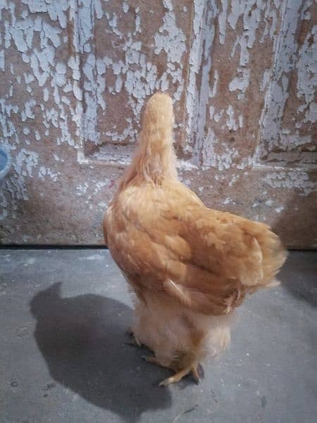 pure gold buff hens 5pcs 1