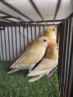 Parblue Pastel (Pastelino) (not split Ino) lovebird love bird fisher 0