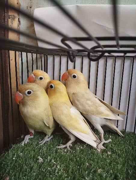 Parblue Pastel (Pastelino) (not split Ino) lovebird love bird fisher 3