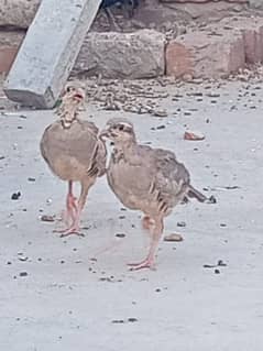 chakor pair for sale