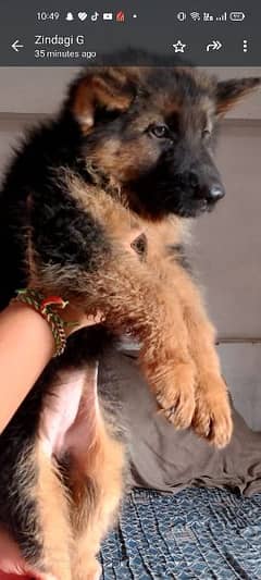 German shepherd puppy for sale long cot. heathly and active