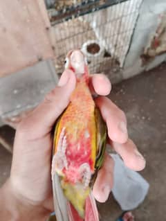 pineapple conures red factor