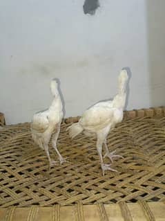 Assel Hens white colour || White murghi